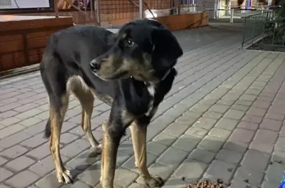 Найдена собака на Ставропольской 312/Кубанской 54 в Краснодаре