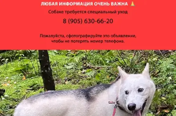 Пропала собака Метис хаски, возраст 2 года, белый окрас с чёрной спинкой, площадь Партизан, 12.
