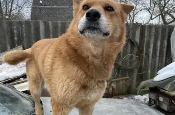 Пропала крупная рыжая собака без ошейника в Брянске