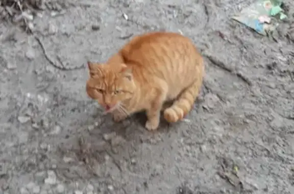 Найдена домашняя кошка на Шухова, 14А в Туле