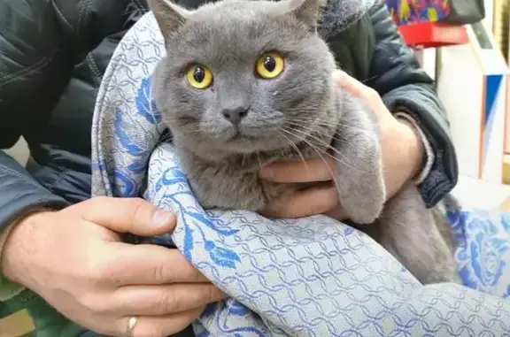 Найден кот на Серебровской, рана в паху.