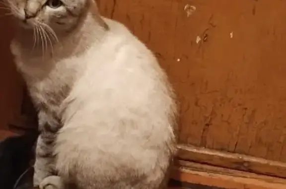 Пропала кошка на Шатковской, 203 в Свободном