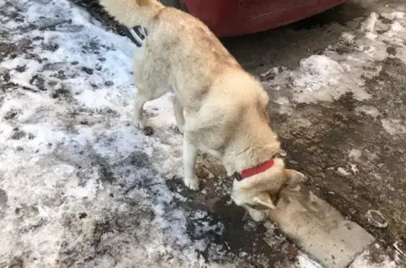 Найдена собака на Проспекте Революции, Воронеж