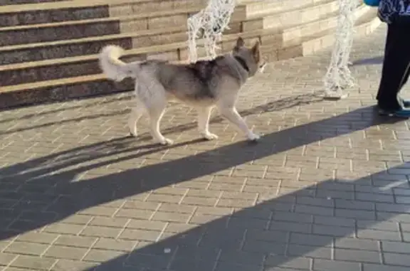 Собака Хаски найдена на Московской улице 37 в Пензе.