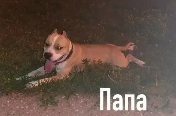 Пропала собака породы стафф в Ясногорске, Тульская область