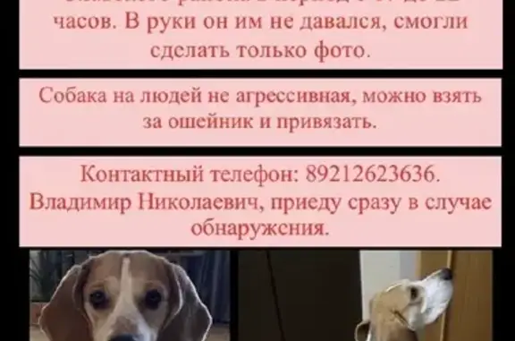 Пропала собака в Славском районе, поселок Красное.