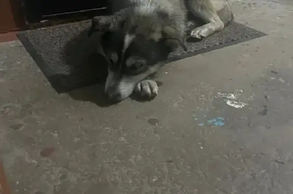 Собака Кобель на улице Гагарина, Хабаровск
