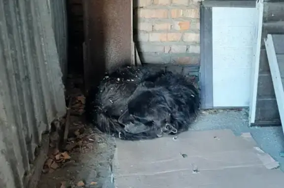 Собака найдена на ул. Калинина, 128А в Пензе