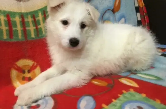 Пропала белая собака на Дягилевской, 58 в Рязани