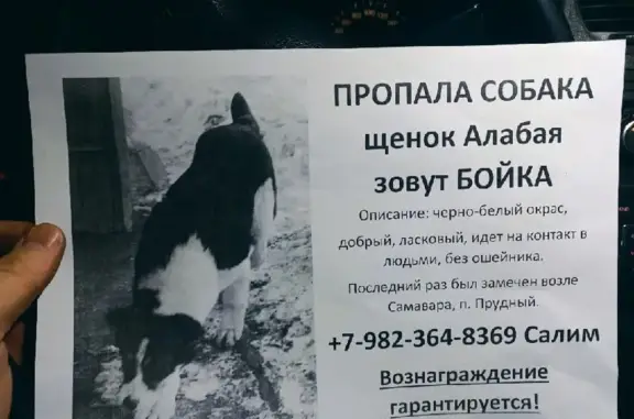 Пропала собака на Солнечной улице, 12 в Прудном.