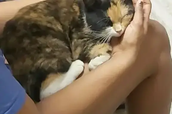 Найдена дружелюбная кошка на Еловой Аллее, 17