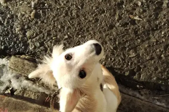 Найден щенок на Тарифной ул. 25 Волгограда