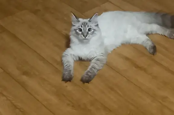 Пропала кошка на Волгоградской, Иркутск