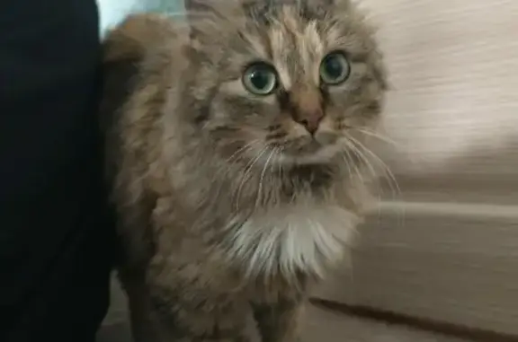 Найдена кошка на улице Бердышева, 60 в Новосибирске