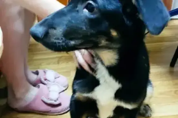 Найдена собака, Нижний Новгород, фото: Собака Девочка найдена на ул. Дьяконова, Нижний Новгород