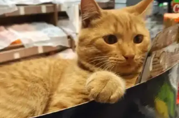 Кошки потеряшки, Санкт-Петербург, фото: Потеряшка кот Лёва на Народной улице, СПб (41 символ)