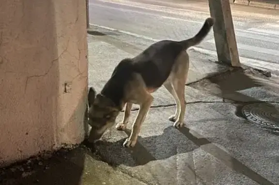 Найдена собака на 19 линии в Ростове-на-Дону