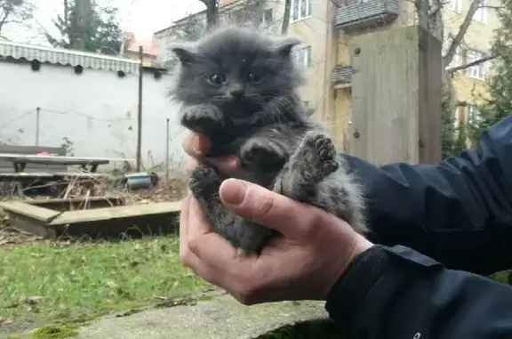 Найдена кошка с котятами на дороге на Куликово