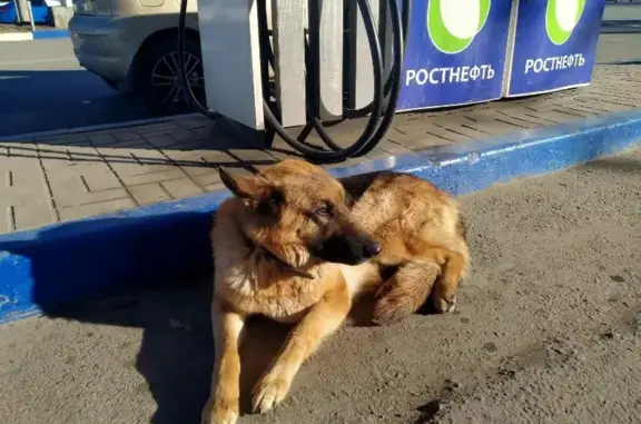 Найдена собака на Вятской улице, Ростов-на-Дону