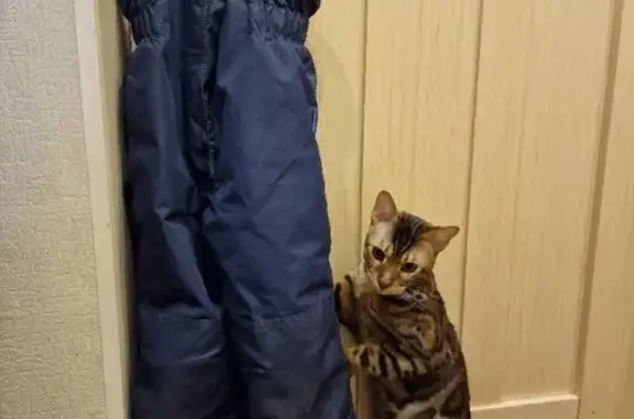 Кошки потеряшки, Санкт-Петербург, фото: Потеряшка кошка Макс, ул. Танкиста Хрустицкого 13, СПб