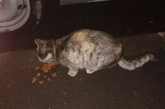 Найдена худая кошка на Амурской улице, Гольяново