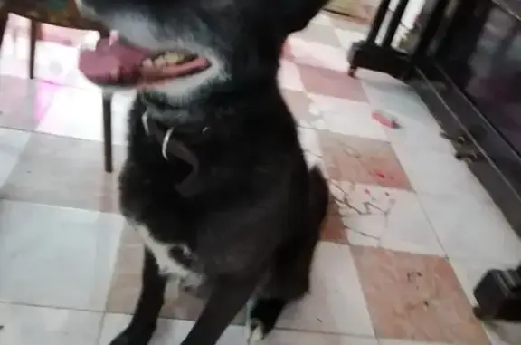 Собака найдена привязанной к автокрану в Шаганино (46К-2230)