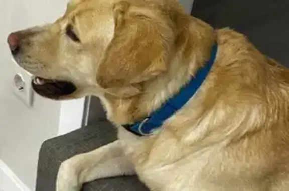 Собаки потеряшки, Калининград, фото: Потеряшка собака Лабрадор на Правобережном проезде