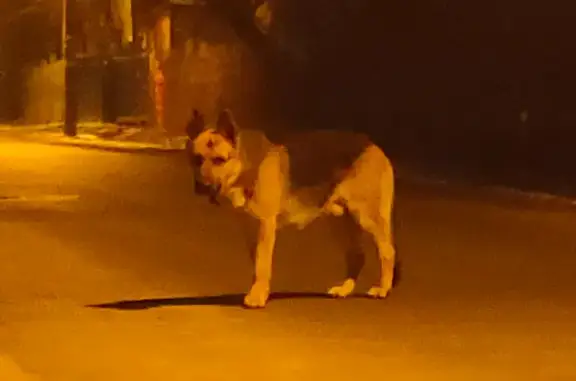 Найдена собака на улице Шишкина, Калининград