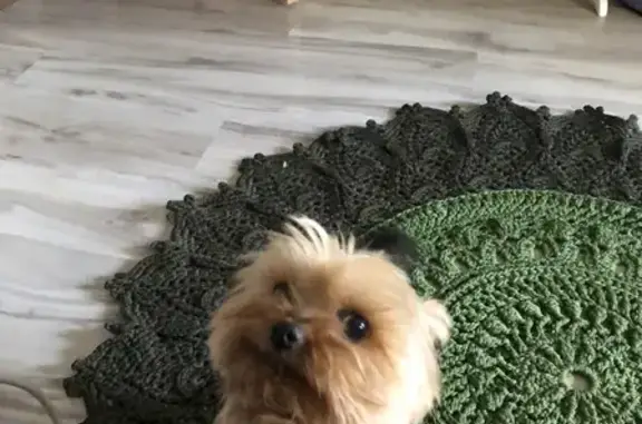 Собаки потеряшки, Калининград, фото: Потеряшка собака на Большой Окружной улице