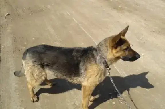 Пропала собака Немецкая овчарка на Набережной ул.