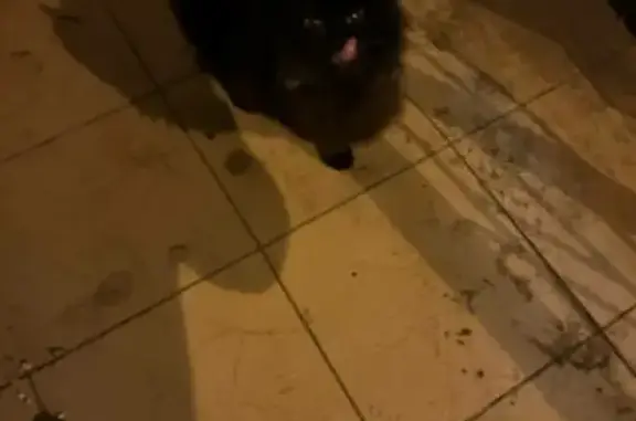 Найдена кошка на ул. Фабричная, 3 в Пензе
