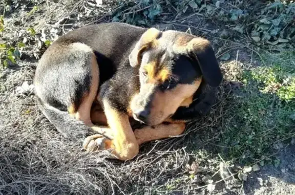 Собака найдена на улице Зорге, 16 в Ростове-на-Дону
