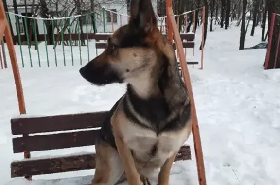 Пропала собака на ул. Флотской, возле парка Дружба (Роза, 3.5 года)