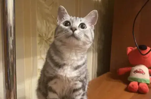 Объявления о пропавших и найденных животных, Москва, фото: Пропала кошка породы Бенгал на 46Н-02579, Зарайский