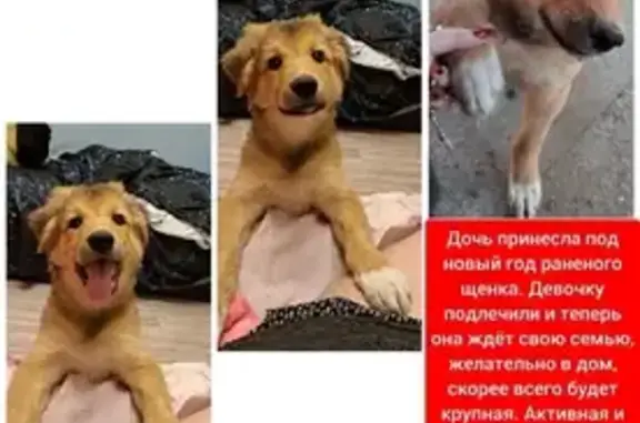 Собака найдена в Сызрани, Самарская область