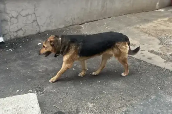Найдена собака на 1-м Гончарном переулке, Москва