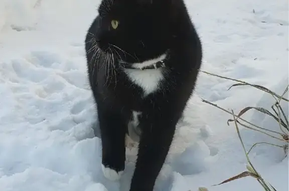 Пропал котик на ул. Толстого, Горный Щит.