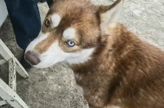 Собака найдена на улице Декабристов в Казани
