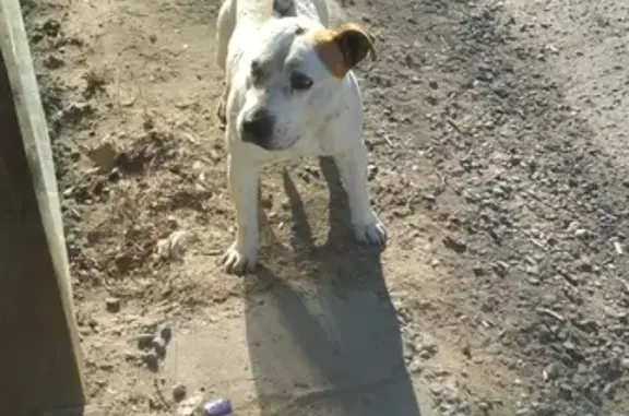 Собака Питбуль найдена на Волгоградской 85Е, Астрахань.