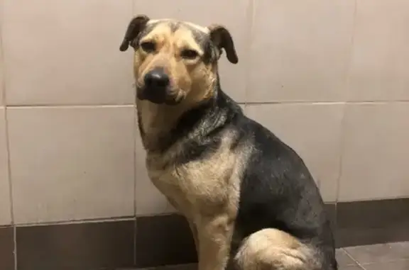 Найдена собака на Новорогожской, ищем хозяев