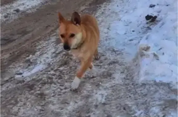 Найдена собака на Центральной, Казань, ищем хозяина