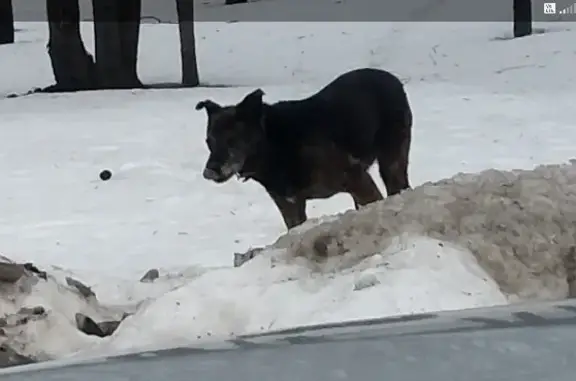 Собака на Смольной улице ищет помощи