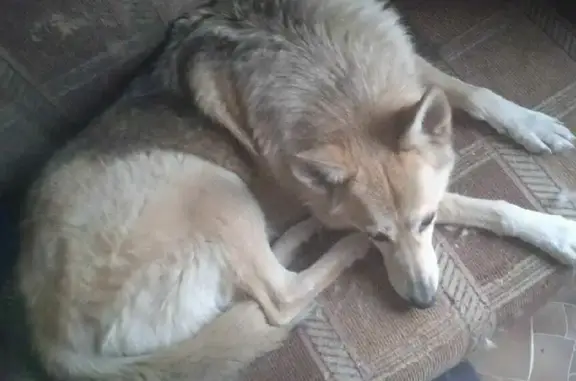 Найдена собака Лайка у м. Юго-Восточная, адрес: Ташкентская ул., 10 к1, Москва