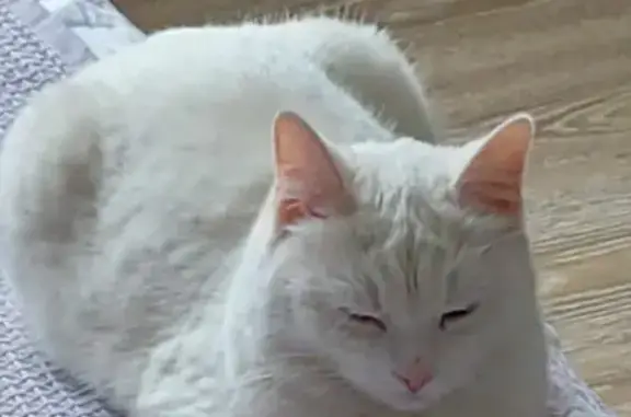 Найдена белая кошка, адрес: ул. Рабухина, 1, Солнечногорск.