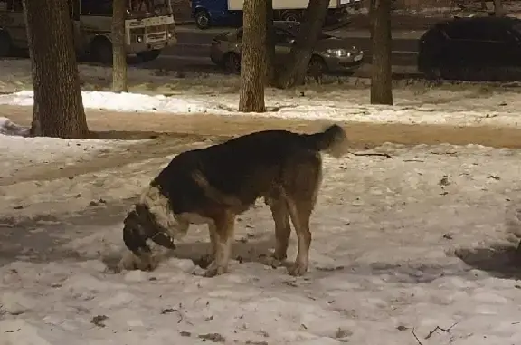 Собака Алабай на Шоссейной, 15, Москва.