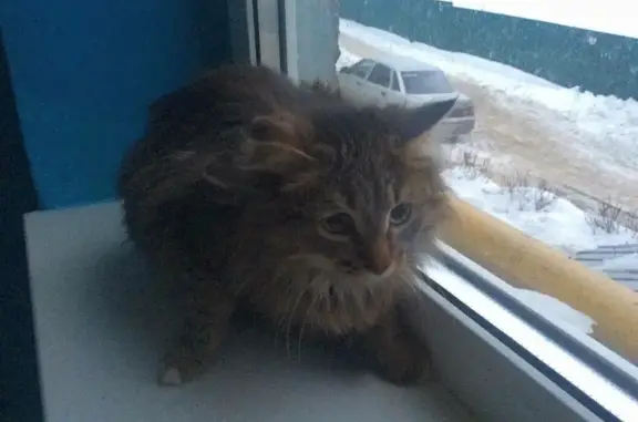 Потерянная кошка на Хевешской 27 в Чебоксарах