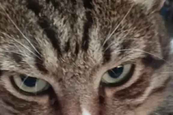 Потерянные животные Воронеж, фото: Пропала кошка Кот на пл. Ленина, 4А, Воронеж