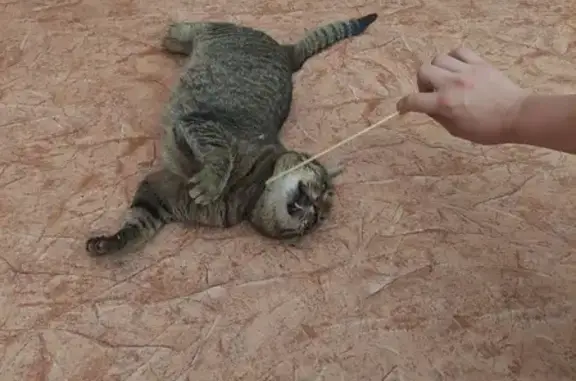 Пропала кошка на Красноуральской, 12А в Сызрани