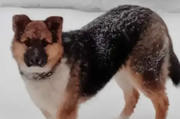 Пропала собака Арчи в Московской области