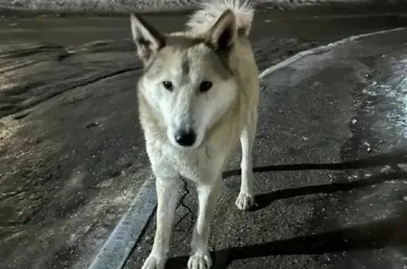 Найдена ласковая собака в Подольске, Московская область.